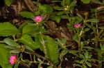 Paraguayan purslane